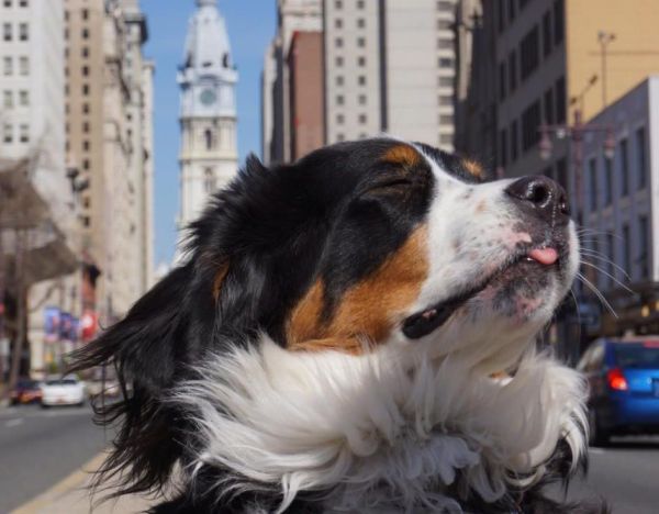 10 породи кучета подходящи за живот в голям град и апартамент