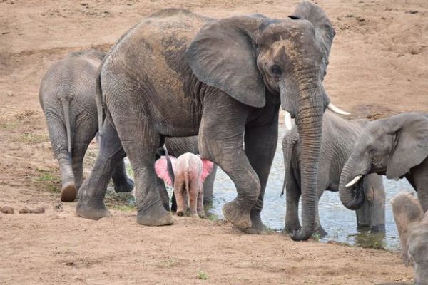 Уникално розово слонче се появи в Южна Африка, ама наистина