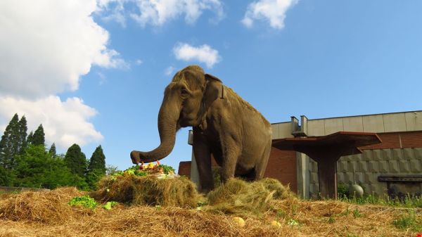 Като за рожден ден: В столичния зоопарк изненадаха слоницата Артайда с 38-килограмова торта